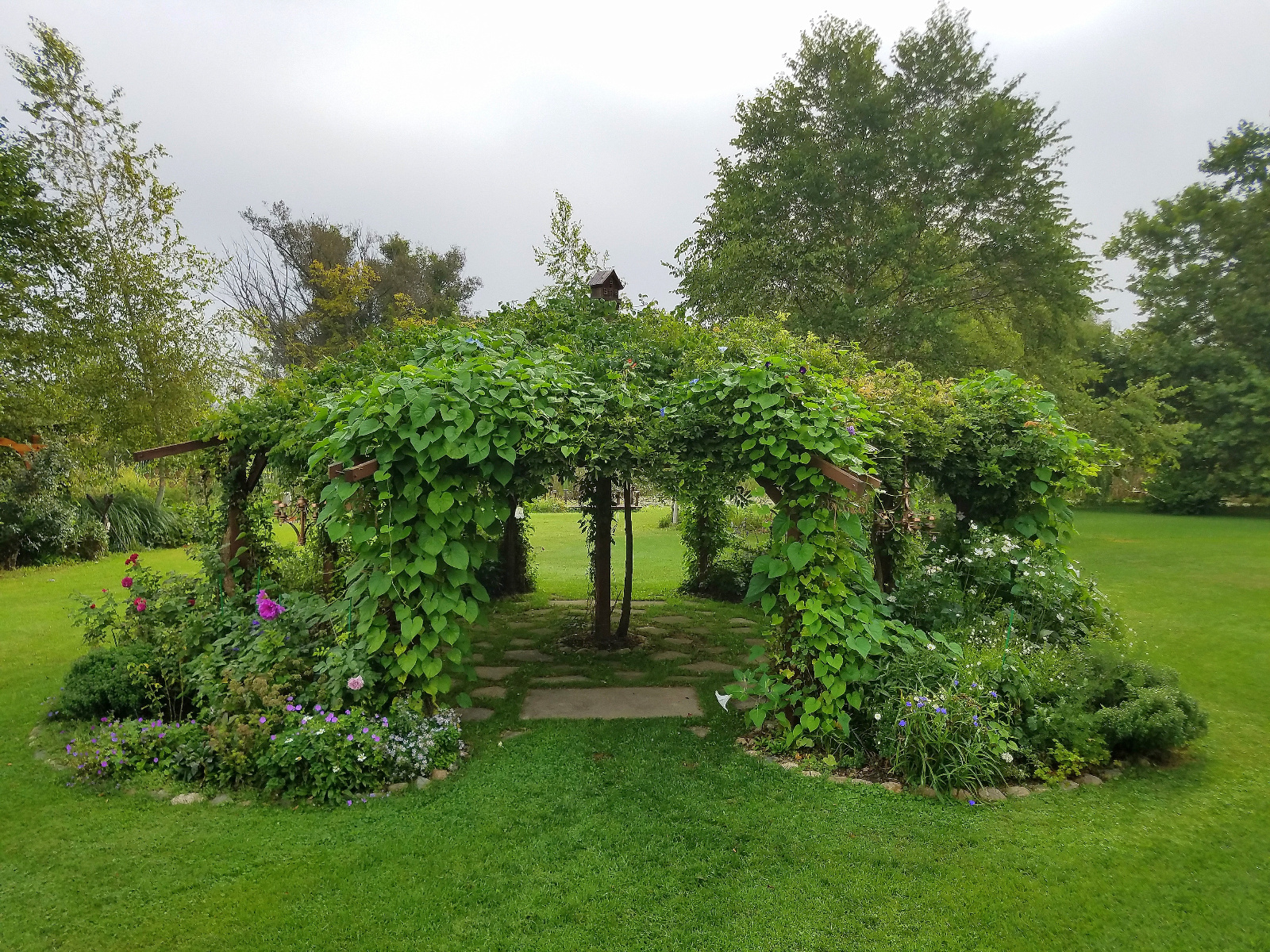 Canopy has blue and blue & white striped Morning Glories across the front; Moonflower vine is climbing the left post